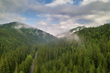 Aerial view of green Carpathian mountains covered with evergreen spruce pine foreston summer sunny day.