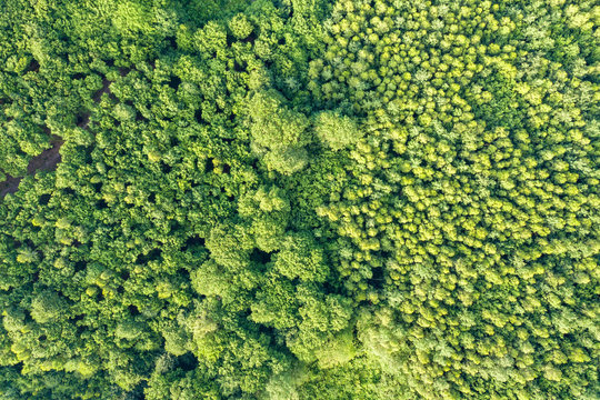 Top down aerial view of green summer forest with many fresh trees. © bilanol