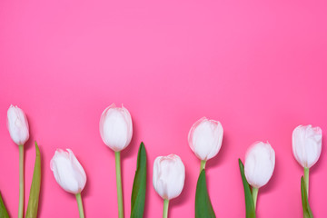 White tulips isolated on pink background.