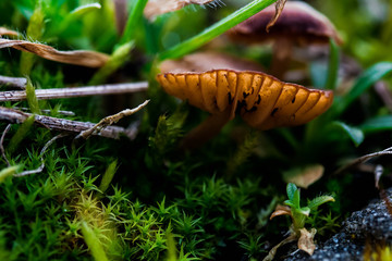 Kleiner Pilz im Unterholz