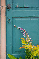 Lone Lupine on a Teal Shutter