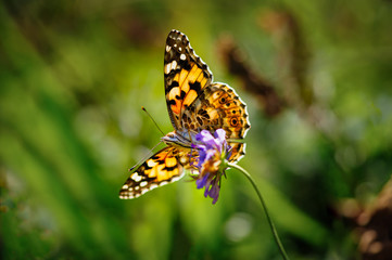 Beautiful butterfly Vanessa cardui or painted lady in backlight on a purple flower