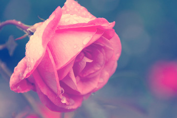 Romantic Rose in the Rain
