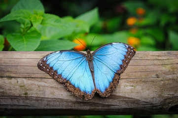 Blue Morpho Butterfly, Morpho peleides, resting on a tree trunk
