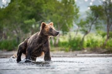 Plakat The Kamchatka brown bear, Ursus arctos beringianus catches salmons at Kuril Lake in Kamchatka, running in the water, action picture