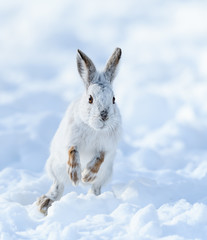 Obraz premium White Snowshoe Hare Running on Snow in Winter