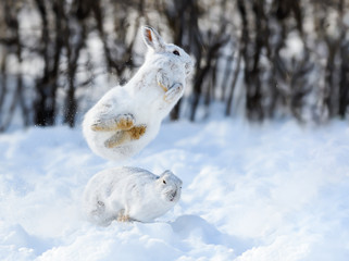 Two White Snowshoe Hares Running and Jumping on Snow in Winter © FotoRequest
