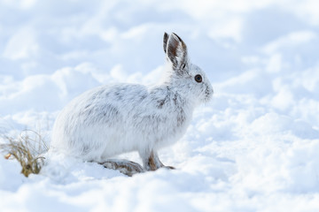 White Snowshoe Hare Sitting on Snow in Winter