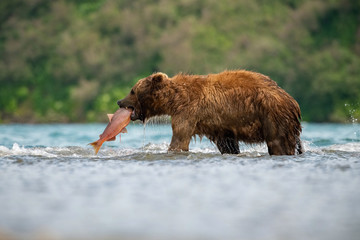 The Kamchatka brown bear, Ursus arctos beringianus catches salmons at Kuril Lake in Kamchatka, in the water