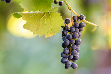 Dark blue ripening grape cluster lit by bright sun on blurred colorful bokeh copy space background.