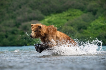 The Kamchatka brown bear, Ursus arctos beringianus catches salmons at Kuril Lake in Kamchatka, running in the water, action picture