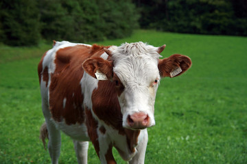 Fototapeta na wymiar Alpen cow in Kalkspitze area, Tauern Mountains, Austria