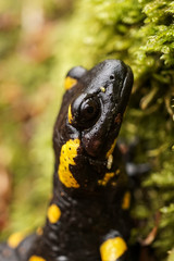 Close-up of salamander with springtail on head