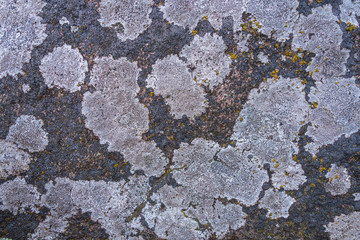 The texture of the stone overgrown with white moss