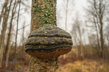 Mushroom tinder fungus on a tree close-up