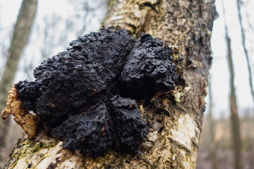 Chaga mushroom on a birch tree close-up. Has healing properties, treatment of diseases and cancer
