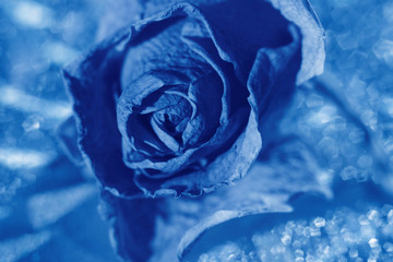 Rose flower close-up on a blue background. Painted in the classic blue color trend 2020. Selective, focus.