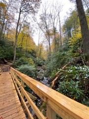 wooden bridge in forest