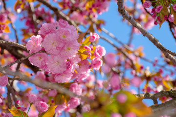 pink cherry blossom close up. spring has sprung. beautiful nature background