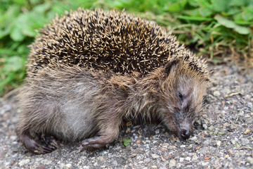 Close-up of a dead hedgehog lying on the roadside and presumably run over in Germany as a victim in road traffic