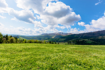 Fototapeta na wymiar mountainous countryside landscape in spring. grassy meadow on top of a hill. mountain ridge with snow capped tops in the distance. sunny weather with clouds on the blue sky