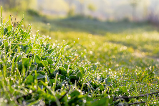 green grass in morning dew. beautiful springtime nature scenery in the morning