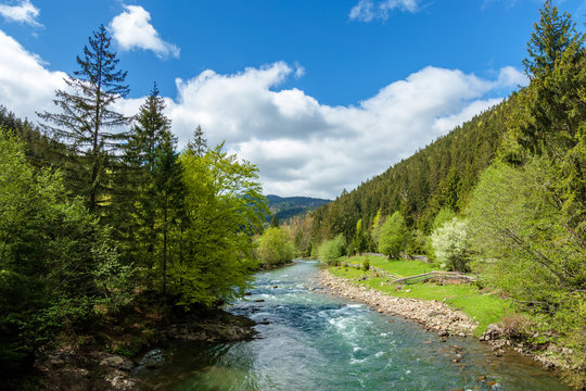 Mountain river among the green Carpathian forest on a bright sunny day.  4704139 Stock Photo at Vecteezy
