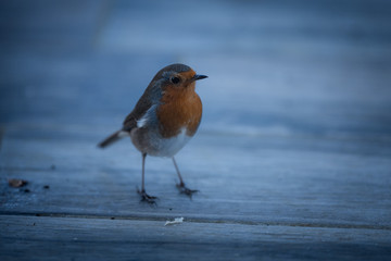 robin bird cute
