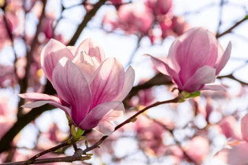 Fotobehang magnoliaboom bloeien in de lente. tedere roze bloemen badend in het zonlicht. warm aprilweer © Pellinni