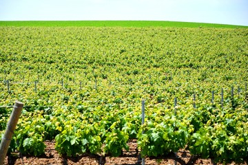 rows of vineyard in a field