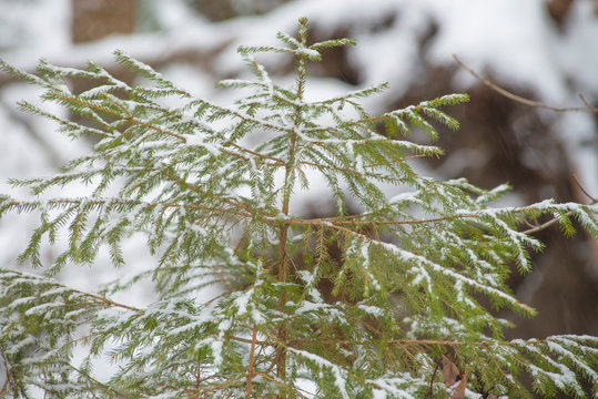 Winter In The Adirondacks