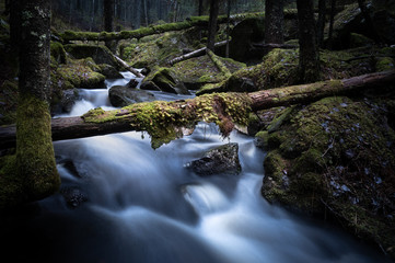 Creek flowing between moss-clad boulders in a natural forest with fallen trees.