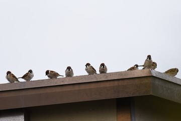 Sparrows act in groups and feed on seeds and insects such as grasses.