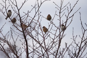 Sparrows act in groups and feed on seeds and insects such as grasses.