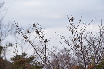 Sparrows act in groups and feed on seeds and insects such as grasses.