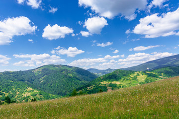 Fototapeta na wymiar mountain meadow with wild herbs and green grass. wonderful summer scenery at high noon. forested hills roll off in to the distant ridge. sunny weather with beautiful cloudscape on the blue sky