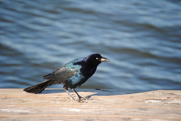 Fototapeta premium Boat-tailed grackle on rock