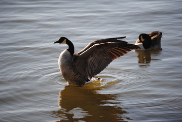 Goose wings flight in water