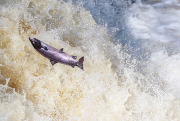 Fototapeta premium Leaping pink salmon