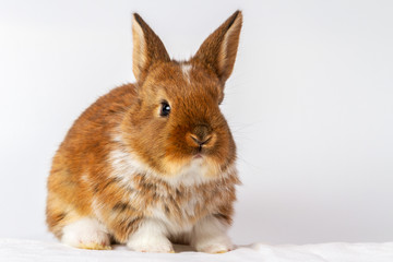 red rabbit with a fluffy nose on a white background