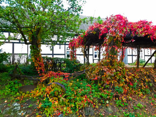 Fototapeta na wymiar Das Farben im Herbst in der Uckermark