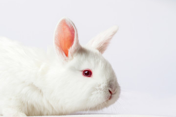 white rabbit close-up on a white background