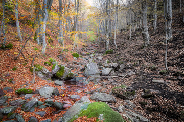 Burned forest in a fire from one side of the mountain creek and vivid colors of forest from the other side - importance of water