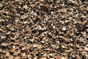 Brown autumn leaves background. Background image of fallen old autumn leaves.
