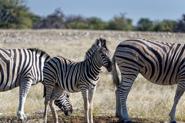 Fototapeta na wymiar A zebra foal with its herd