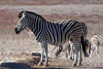 Obraz na płótnie Canvas Zebras walk across the savanna in Africa