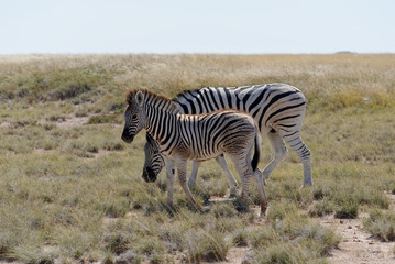 Fototapeta na wymiar Mother zebra and her foal in the heat haze of Namibia