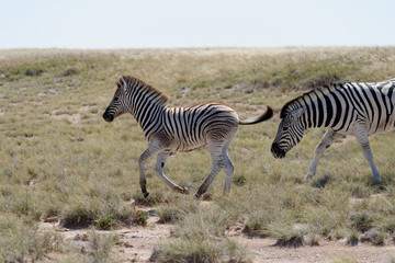 Fototapeta na wymiar A zebra foal canters along the savanna