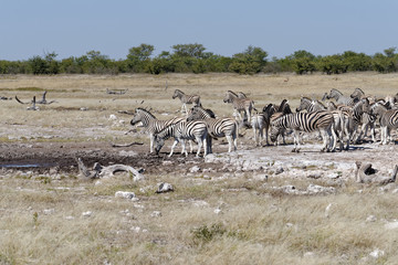 Fototapeta na wymiar Zebras arrive at a waterhole to drink on the savanna in Namibia