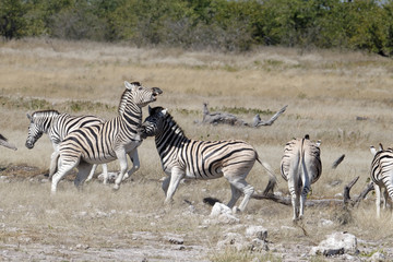 Obraz na płótnie Canvas Zebras are rearing up during a fight